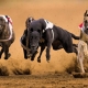 Revisión de los perros más rápidos del mundo.