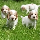 Descripción de las razas de perros ingleses
