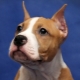 Features of cupping ears in Staffordshire terrier