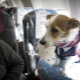 Características del transporte de perros en el avión.