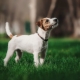 Parson Russell Terrier: Beskrivning av rasen och funktionerna i dess innehåll