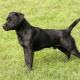 Patterdale Terrier: description of the dog breed and maintenance