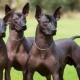 כלבים פרואנים חסרי שיער: תיאור הגזע, כללי התוכן שלו