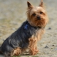 Pros and cons of the Yorkshire Terrier breed
