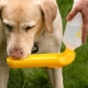 Kutyák ivógépei: fajták és tippek a választáshoz