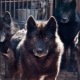 כלבים זאבים ו זאבים: תכונות וסוגים