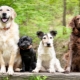 Razze di cani: descrizione e selezione
