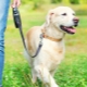 Dog Leash Roulette: Jak si vybrat a používat?