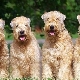 Wheaten Terrier: ras beskrivning och innehåll