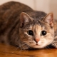 Psicología de los gatos: información útil sobre el comportamiento.