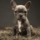 The size of the French bulldogs, depending on age and how to adjust them