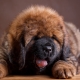 Tibetanska Mastiff Storlekarna per månad: Vikt och Höjd