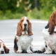 Uma variedade de raças de cães com orelhas longas