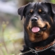 Rottweiler: تولد الخصائص وقواعد المحتوى