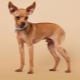 Redhead Toy Terriers: Descripción, ventajas y desventajas, reglas de contenido