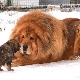 The biggest Tibetan mastiffs