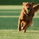 Tajemství výcviku psů týmu Aport