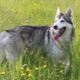 Северното инуитско куче: как да изглежда и как да се грижи за нея?
