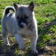 Husky pups in 1-2 maanden: kenmerken, eten, wandelen en trainen