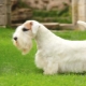 Sealyham Terrier: allt du behöver veta om rasen