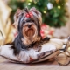 How many years have lived Yorkshire terriers and what does it depend on?
