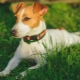 Hvor lenge lever jack russell terrier og hva er det avhengig av?