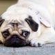 How many pugs live and what does it depend on?