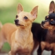 How long does a toy terrier live and what does it depend on?
