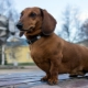 Hunder med korte ben: Beskrivelse av raser og nyanser av omsorg