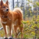 Fox-szerű kutyafajták listája