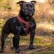 Staffordshire Bull Terrier: descrizione della razza, dettagli di cura
