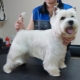 Hajvágás West Highland White Terrier: követelmények és típusok