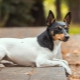 Toy Fox Terrier: kuvaus ja vinkkejä hoitoon