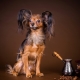 Toy Terrier: descrição da raça, educação e treinamento, conteúdo