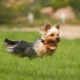 Subtiliteter träning Yorkshire terrier