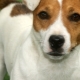 Trimming och Grooming Jack Russell Terrier