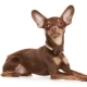 The ears of a toy terrier: setting and care