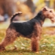 Welch Terrier: descripción, contenido y formación.