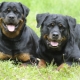 Rottweiler משקל וגובה: פרמטרים גזע בסיסי
