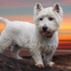 West Highland White Terrier: Todo sobre la raza de perro