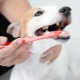Tipos y recomendaciones para elegir un cepillo de dientes para perros.