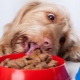 Alimento de perro mojado superior