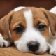 Jack Russell Terrier Education and Training
