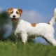 كل ما تحتاج لمعرفته حول Jack Russell Terrier ذي الشعر الثابت