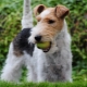 All you need to know about wire Fox Terriers