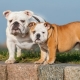 All about bulldogs
