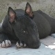 All about black bull terriers