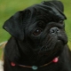 All about black pugs