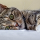 Minden a macskákról: leírás, típusok és tartalom