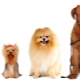 Tutto sulle taglie dei cani: tipi e modi di misurazione